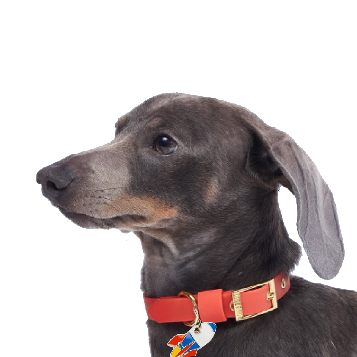 Rocket Tag | TRILL PAWS - Pet tag