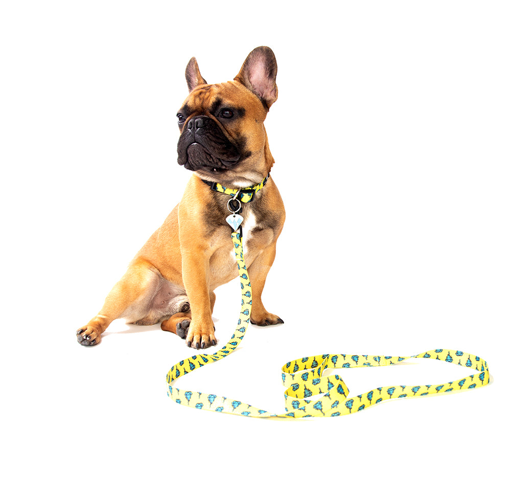 French Bulldog wearing yellow and blue diamond drip collar and leash set | Trill Paws