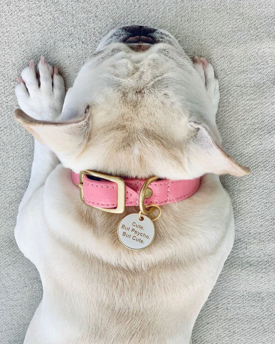tan french bulldog wearing trill paws ID tag