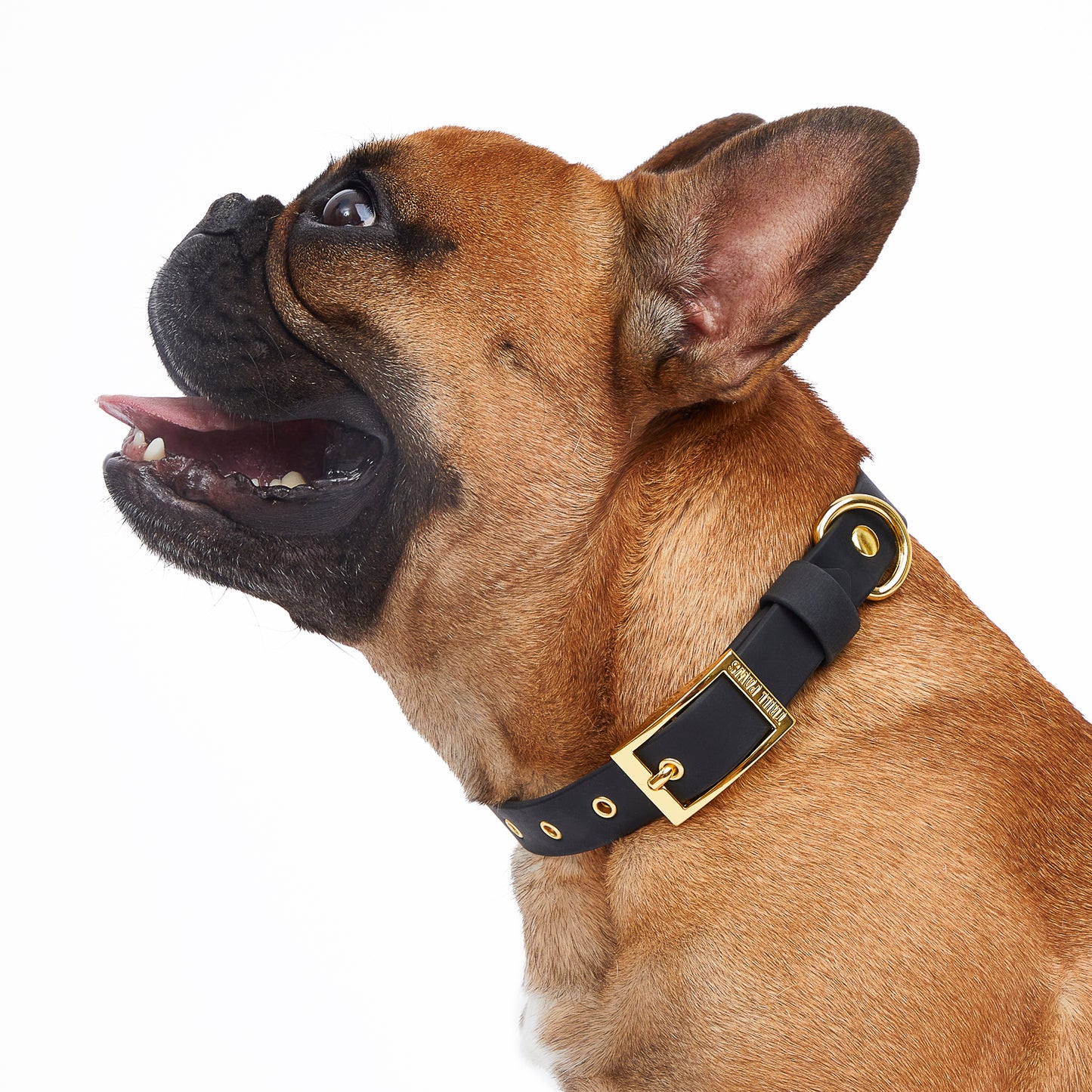 fawn french bulldog wearing black and gold pvc trill paws dog collar