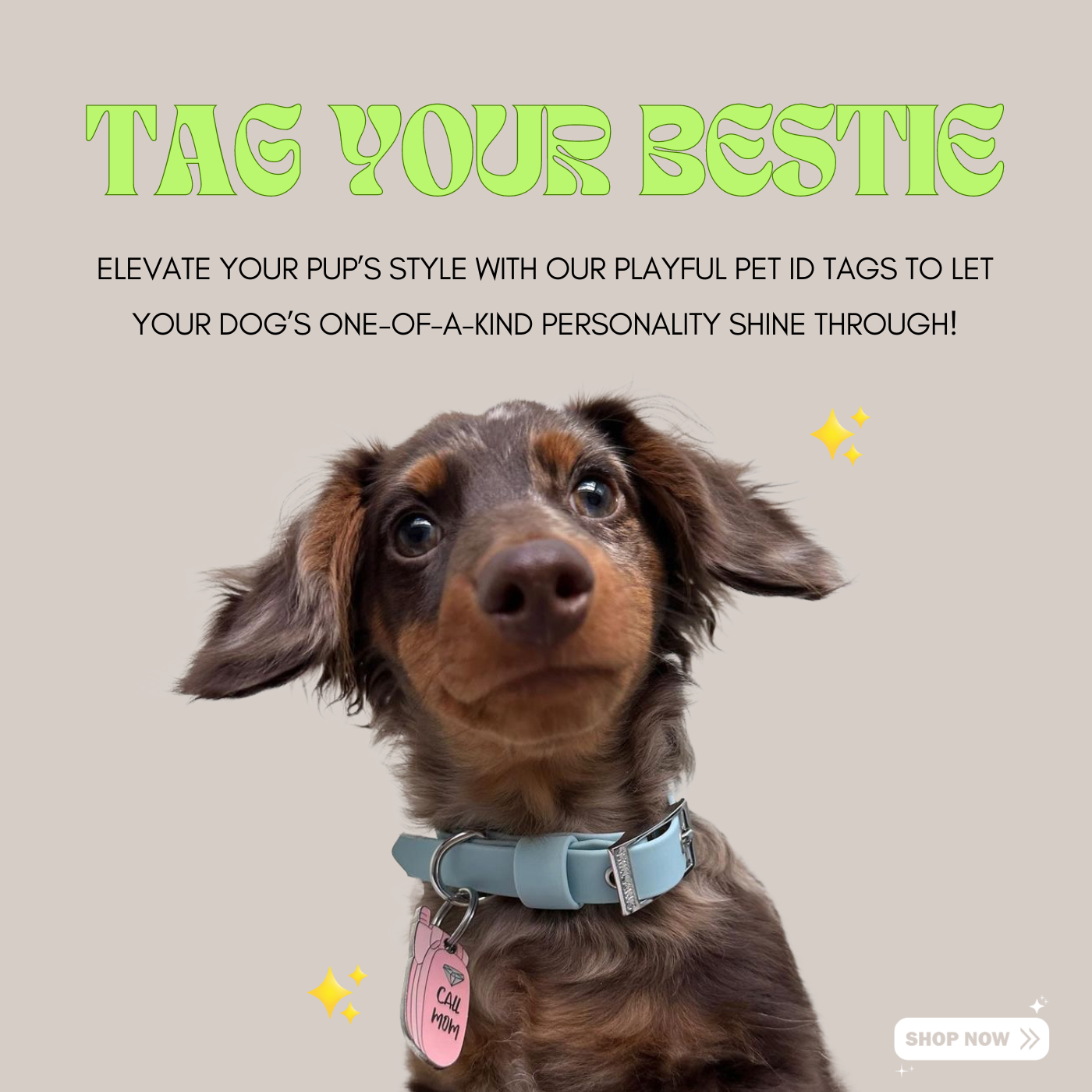 Unique dog sales tags and collars