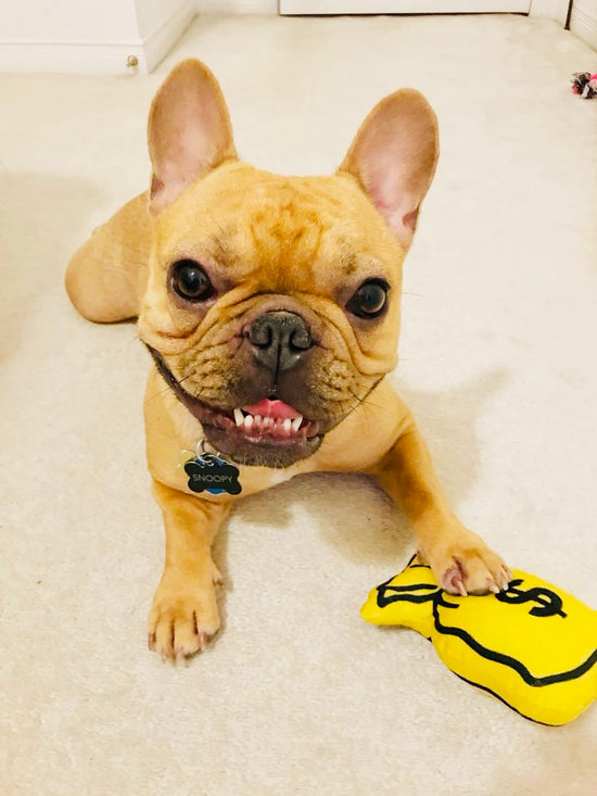 Money Bag yellow and black plush pet toy and French Bulldog | Trill Paws 