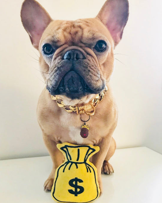 Money Bag yellow and black plush pet toy and French Bulldog | Trill Paws 