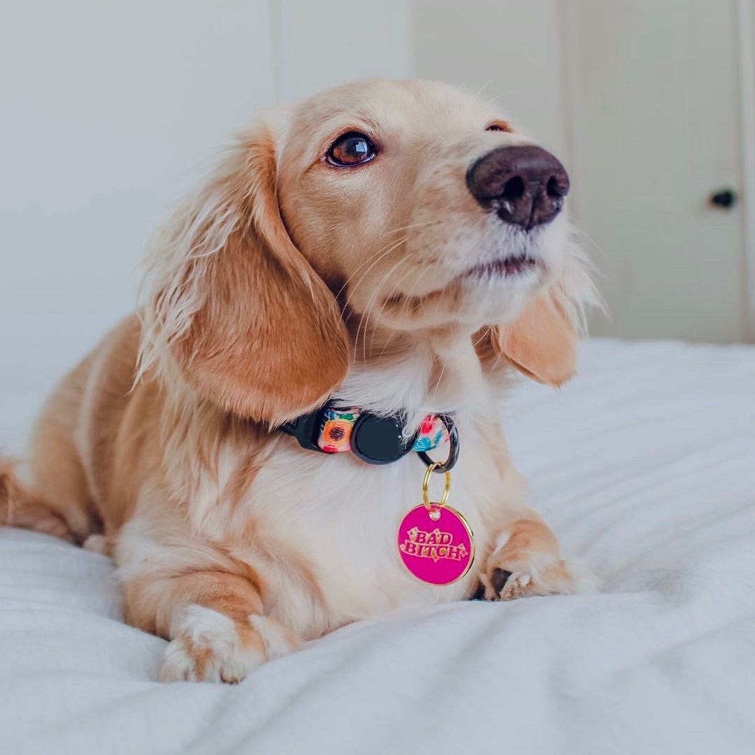 light haired dachshund wearing Trill Paws Bad Bitch ID tag 