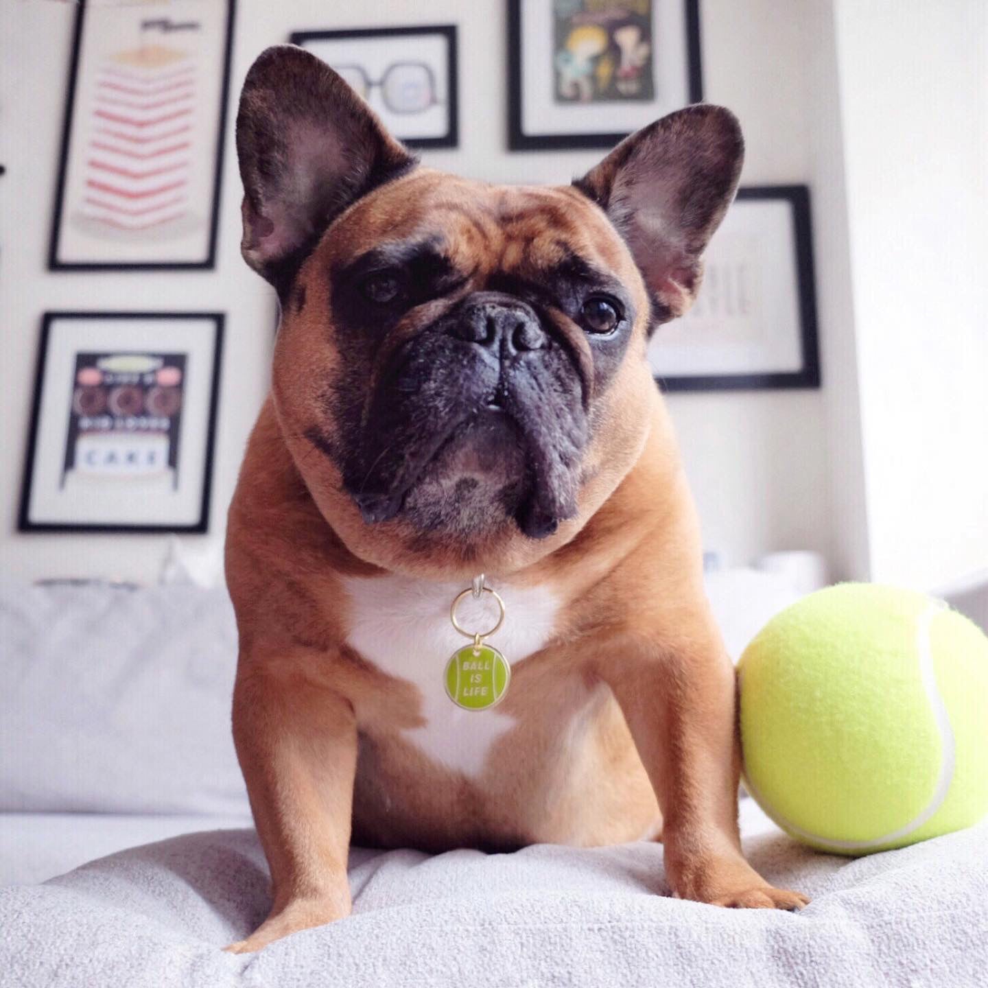 French Bulldog wearing Ball is Life green and gold enamel pet id tag | Trill Paws