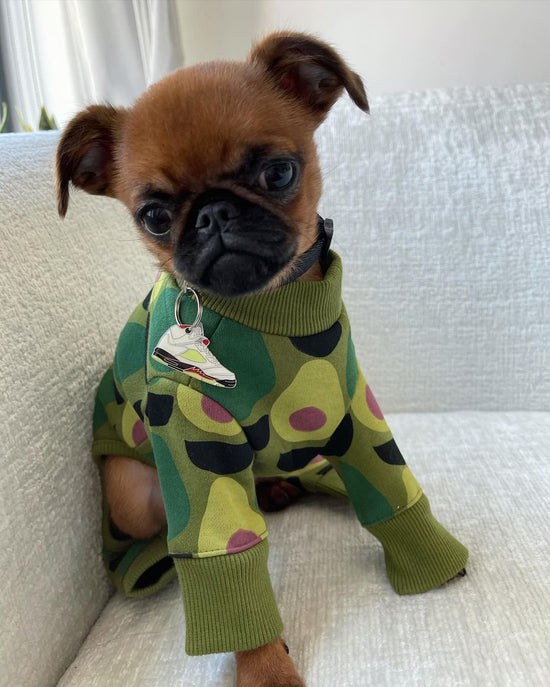 griffon puppy wearing green sweater and trill paws ID tag 
