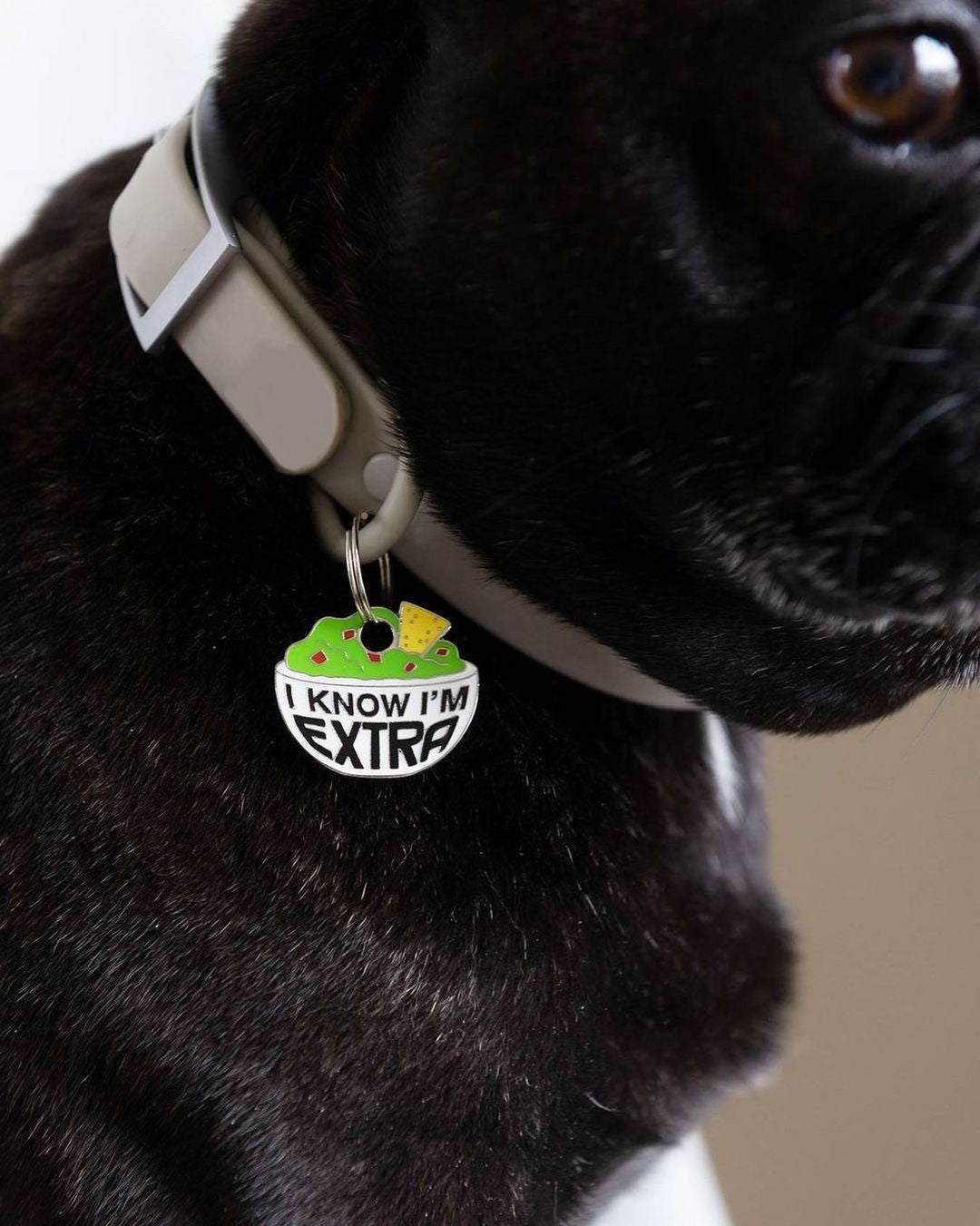 Load image into Gallery viewer, black french bulldog wearing trill paws extra ID tag 
