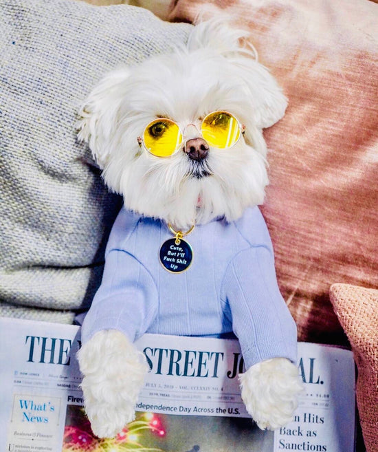 Maltese Dog wearing blue shirt | Trill Paws 
