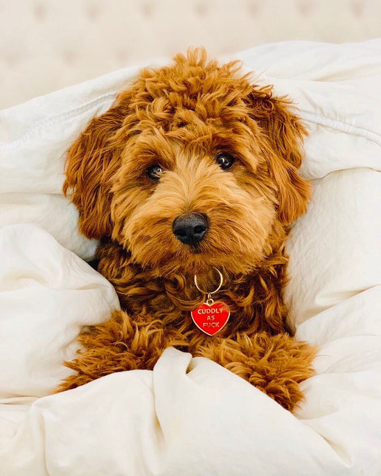 Load image into Gallery viewer, Golden doodle dog wearing red and gold Cuddly AF Pet ID Tag | Trill Paws
