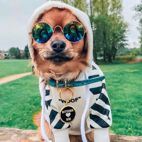 Bitches Love Me Pet ID Tag on brown dog wearing sunglasses and hoodie | Trill Paws