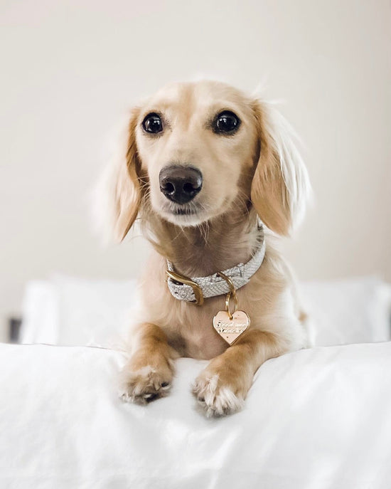 dachshund sitting on white bed wearing Trill Paws Feed Me Snack ID Tag