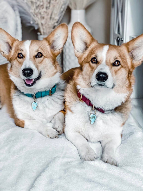 two corgis dogs wearing matching bff trill paws id tags