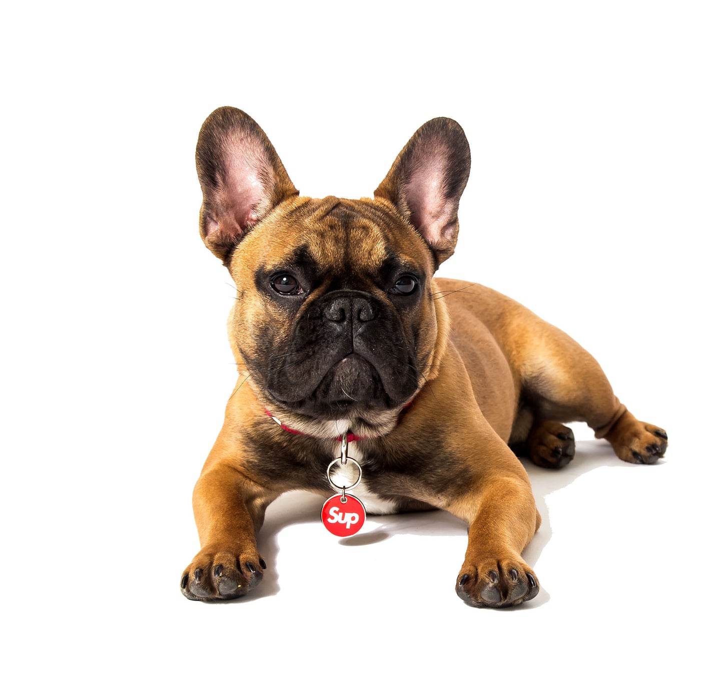 Sup red and white enamel pet ID tag on fawn French Bulldog | Trill Paws 