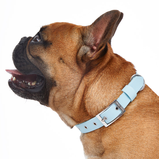 fawn french bulldog wearing blue and silver pvc trill paws dog collar