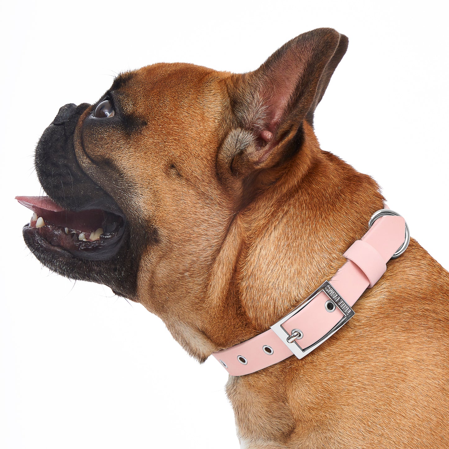 fawn french bulldog wearing pink and silver pvc trill paws dog collar