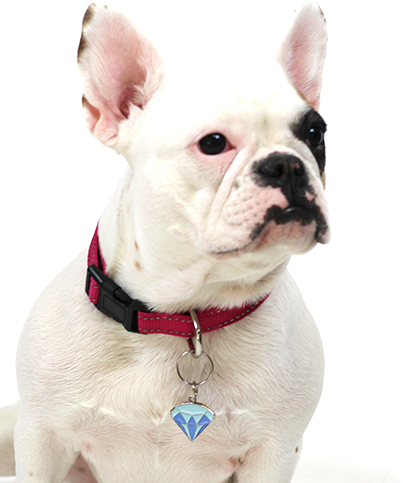 White French Bulldog Wearing Diamond Enamel Pet Identification Tag | Trill Paws