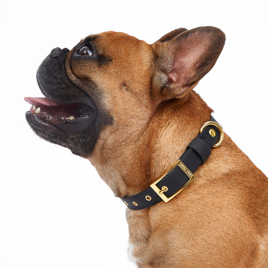 fawn french bulldog wearing black and gold pvc trill paws dog collar 