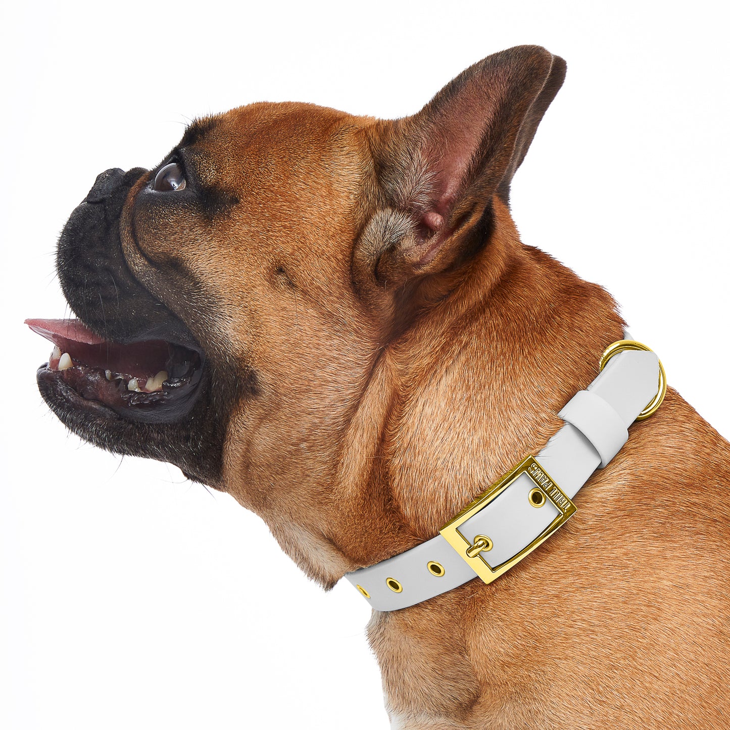 fawn french bulldog wearing white and gold pvc trill paws dog collar