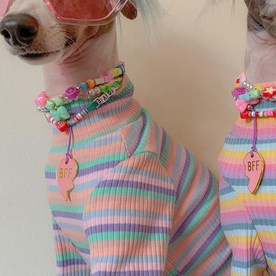 Pink trill paws bff id tags on dogs wearing colorful sweaters